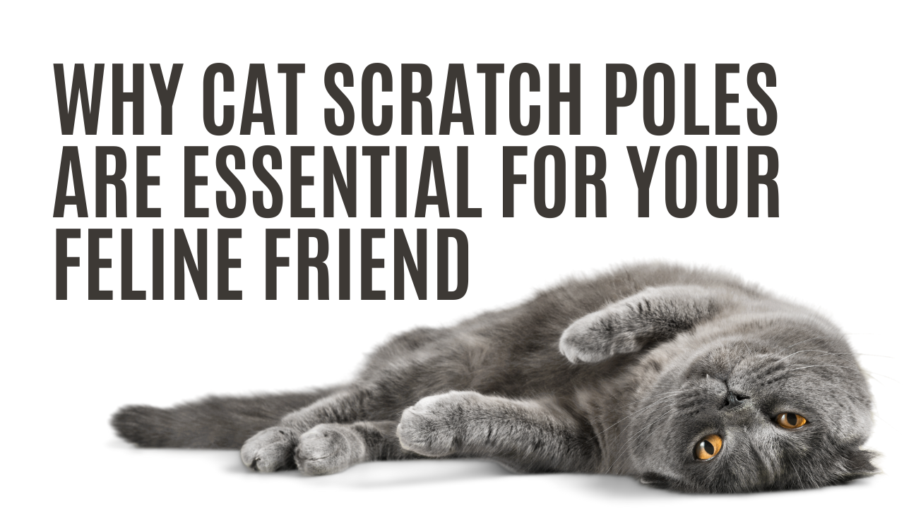 Why Cat Scratch Poles Are Essential for Your Feline Friend